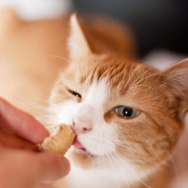 Cat Treat