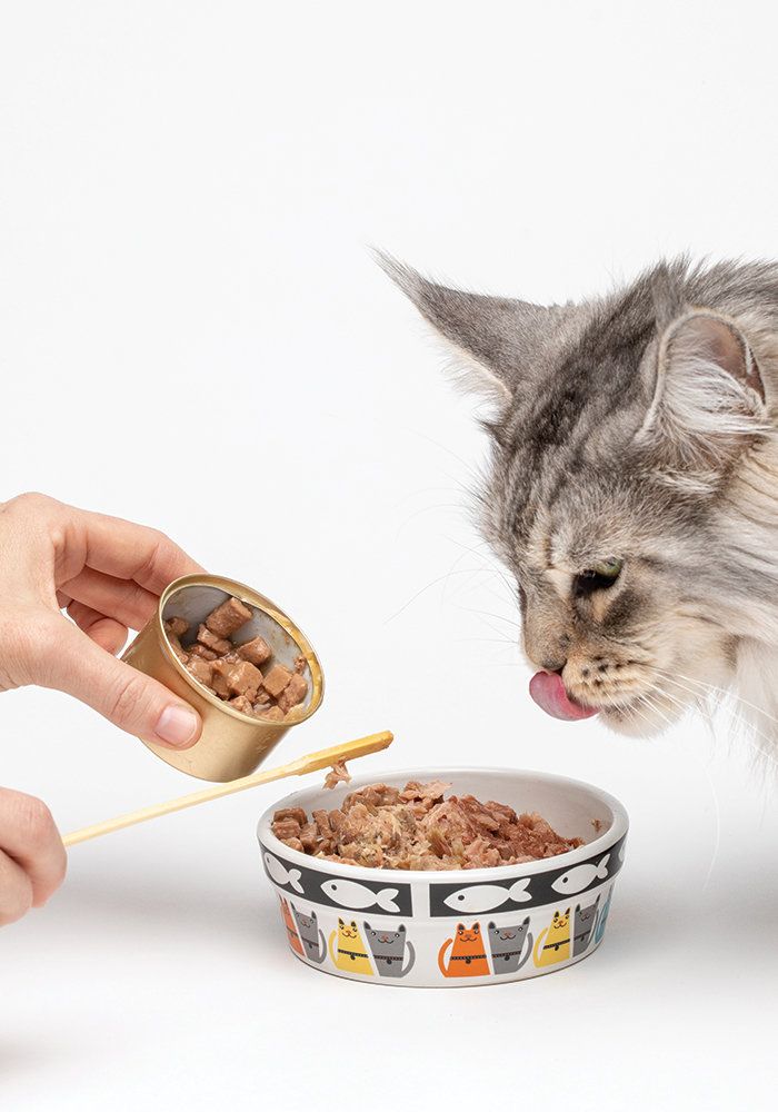 Cat Can Food