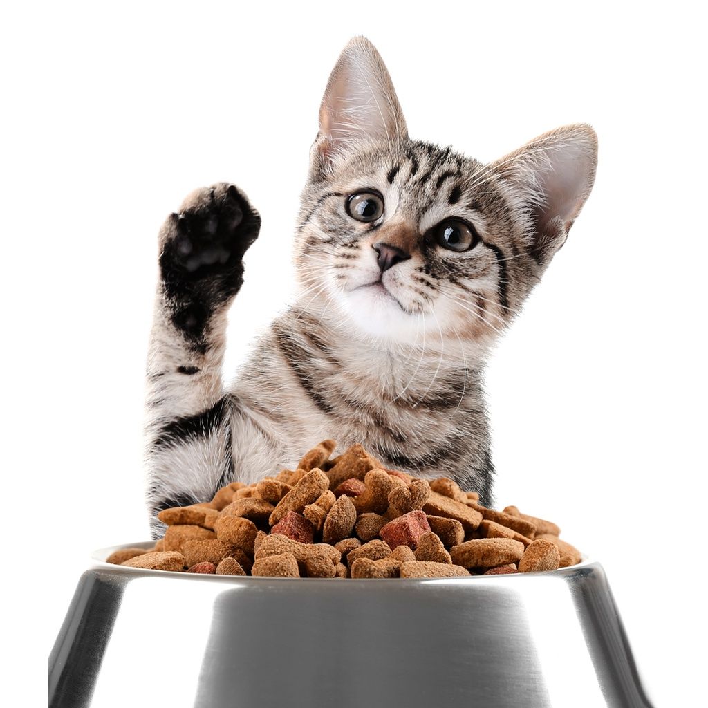 Kitten Dry Food