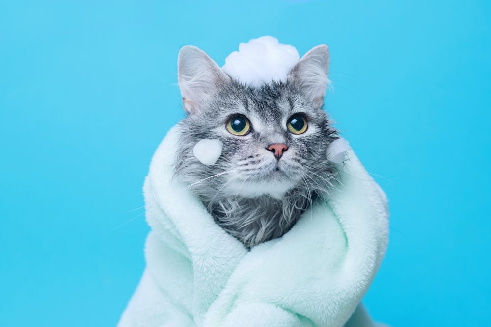 Pet Grooming Items
